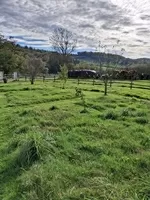 Fruit trees